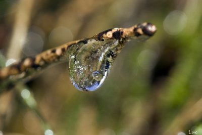 Goutte glace