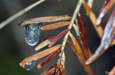 Goutte glace