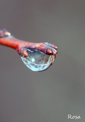 La main d'eau