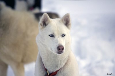 Course internationale de chiens de traneaux au Lac Blanc