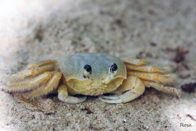 Un crabe