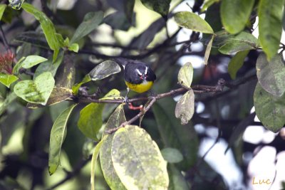 Sucrier  ventre jaune