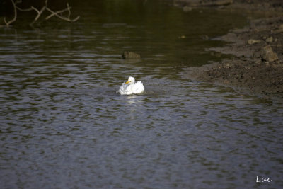 Aigrette