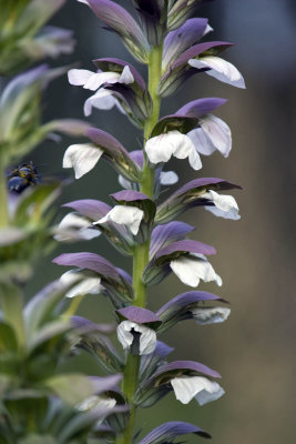 Une fleur de mon jardin