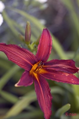 Une fleur de mon jardin