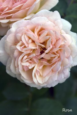 Une rose de mon jardin