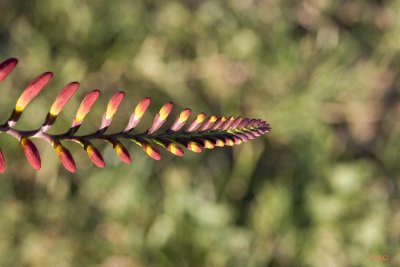 Une fleur de mon jardin