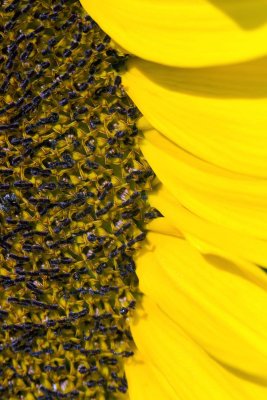 Une Fleur de Tournesol