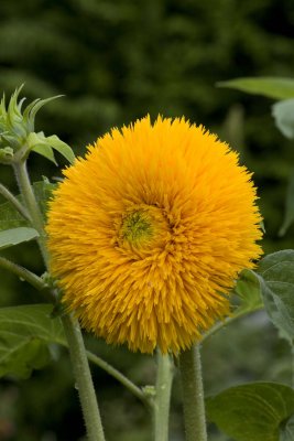 Une Fleur de Tournesol