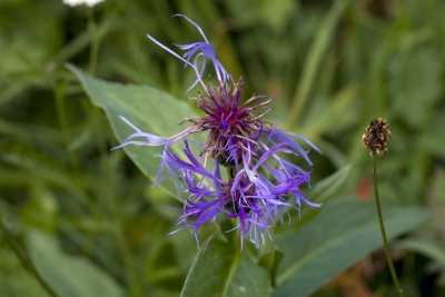 Une fleur de mon jardin