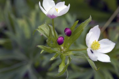 Une fleur de mon jardin