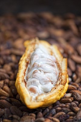 Le caf et le cacao