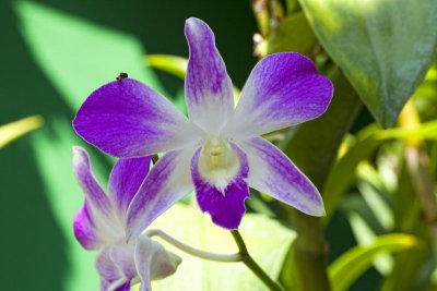 Des Orchides de Bali