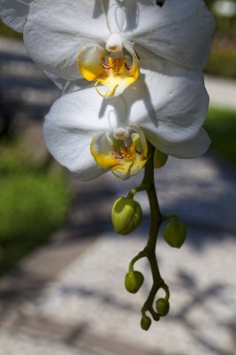 Des Orchides de Bali