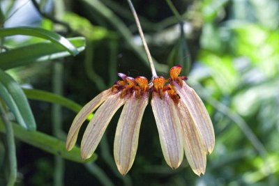Des Orchides de Bali