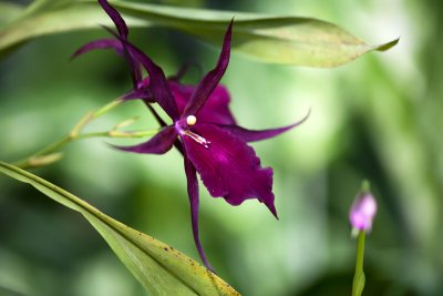 Des Orchides de Bali
