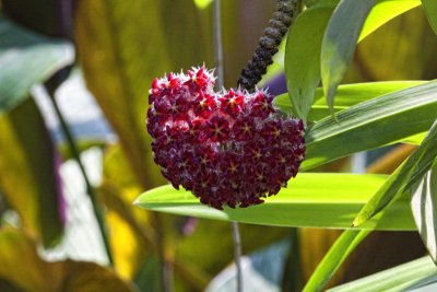 Des Orchides de Bali