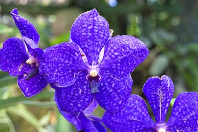 Des Orchides de Bali