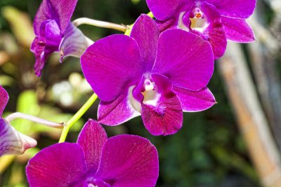 Des Orchides de Bali