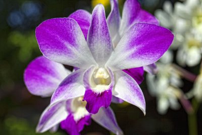 Des Orchides de Bali