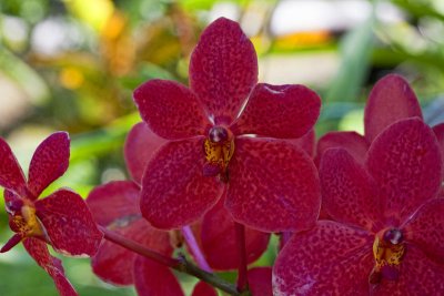 orchidee