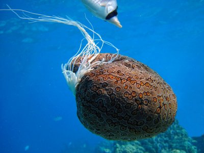 Une méduse de Polynésie