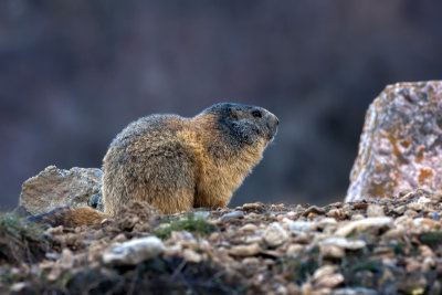 Une Marmotte des Hautes Alpes
