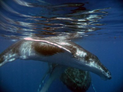 Une baleine de Polynésie