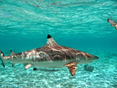 Un requin de Polynésie