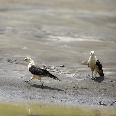 Yellow-headed Caracara