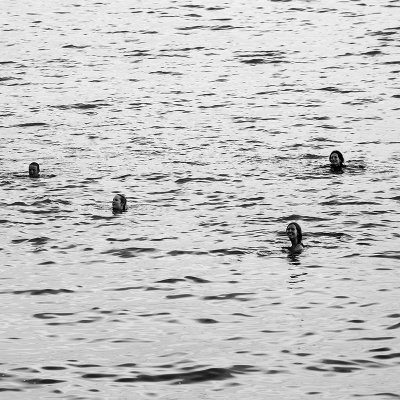 Lake Nicaragua swimmers