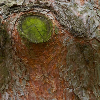 Scots Pine trunk