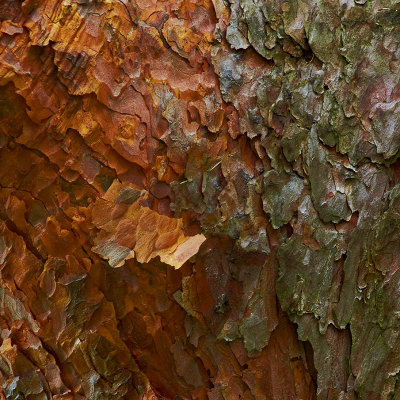 Scots Pine bark