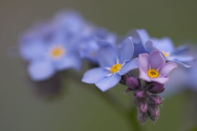 Forget-me-nots close up