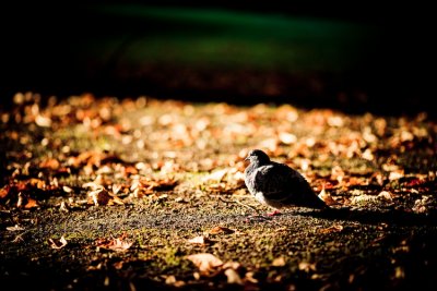 PARIS - AUTUMN IN THE LUXEMBOURG GARDEN