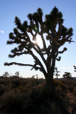 Joshua Tree