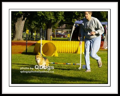 Dog Agility - Steeplechase 2