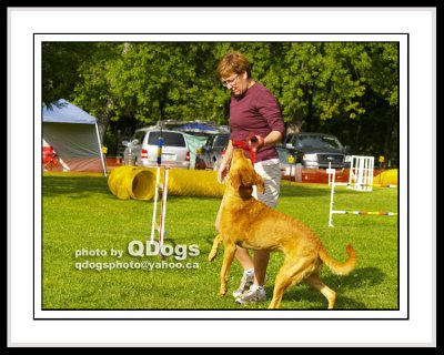 Dog Agility - Starters Jumpers 1