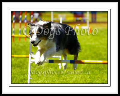 Dog Agility - Master Standard 2