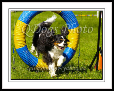 Dog Agility - Master Standard 2