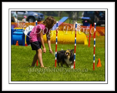 Dog Agility - Starters Standard 3