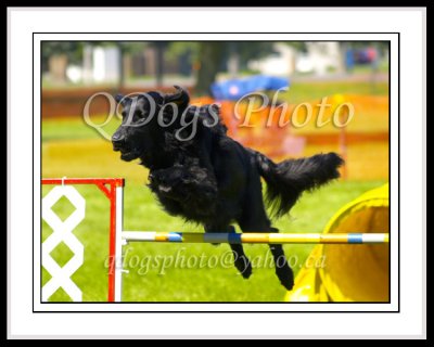 Dog Agility - Starter Jumpers 2