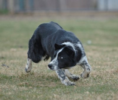 Jim Perkins' Jake