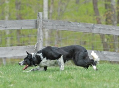 Jim Perkins' Jake