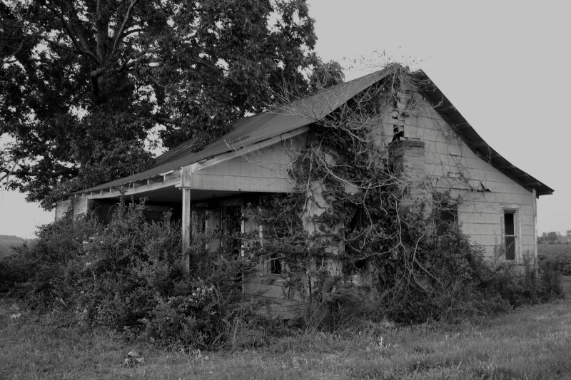 Old house on the edge of cotton field