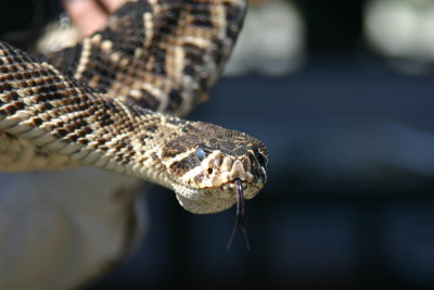 Rattlesnake Roundup, Claxton, Ga.