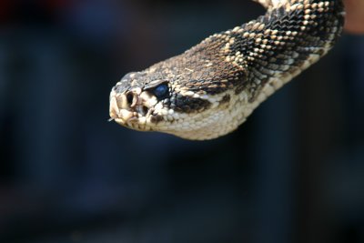 Rattlesnake Roundup, Claxton, Ga.
