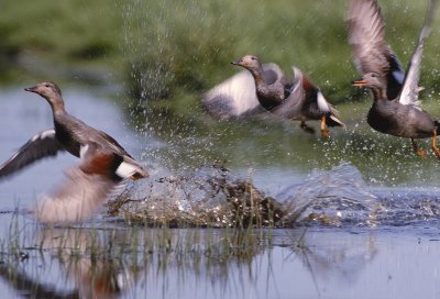 KRAKEEND gadwall