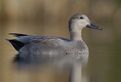 KRAKEEND gadwall