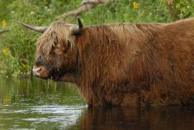 Schotse Hooglander